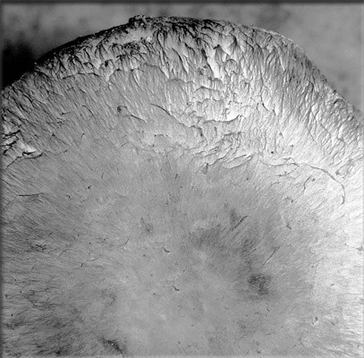 Download Mushroom Detail (407Wx400H)