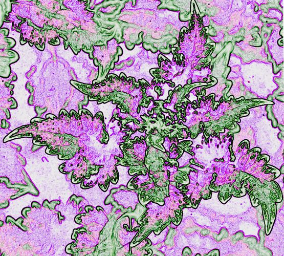 Download Foral Detail (555Wx500H)