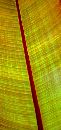  (233Wx500H) -  