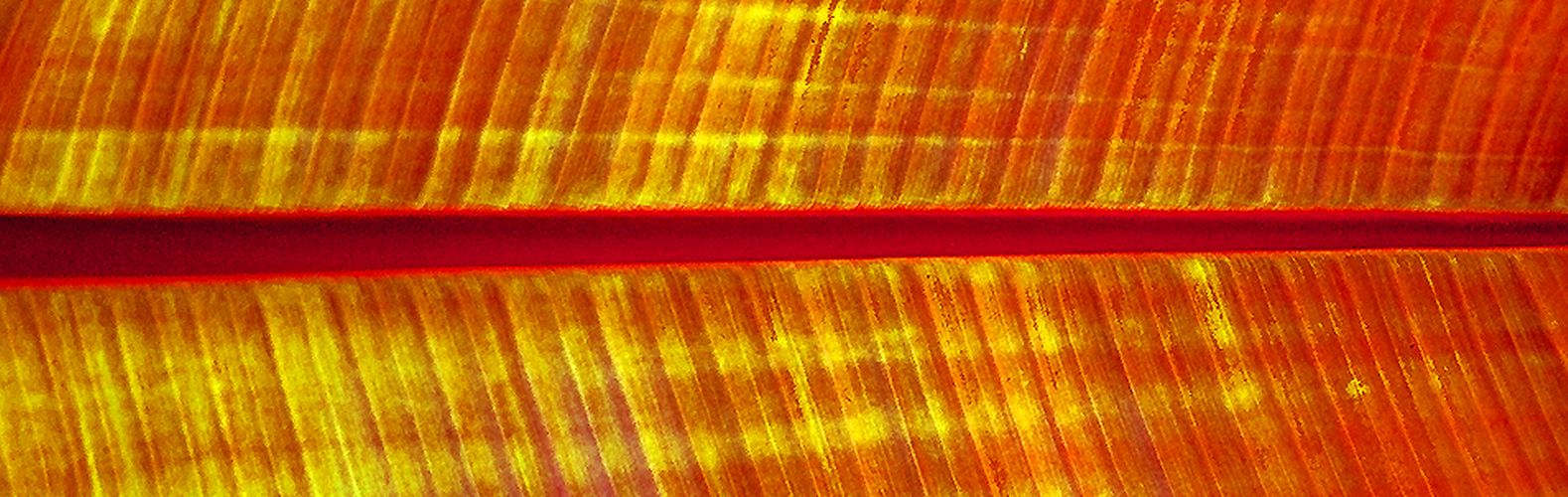 Download Leaf Detail II  (1579Wx500H)