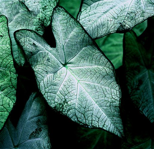 Download Green Leaf 1 (517Wx500H)