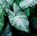 Green Leaf 1 (517Wx500H) - Sleepy Hollow leaf - A TarryTown treasure. 