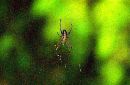  (690Wx449H) - Spider - Galapagos - 2002 