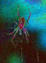  (450Wx620H) - Spider - Gallapagos - 2002 