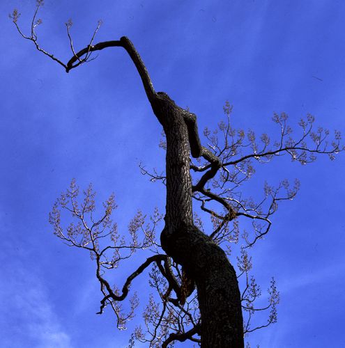 Download Naked Tree  (495Wx500H)