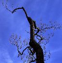 Naked Tree  (495Wx500H) - Look Up! Like a dancer.  