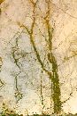  (400Wx600H) - Tree Reflection in Henry Park 