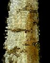 Exploded Tree  (400Wx500H) - This is how a tree looks - if you examine each section at a time. 