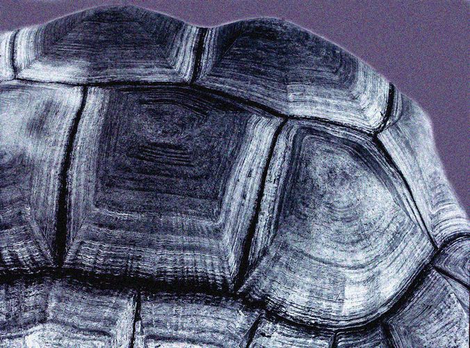 Download Turtle (676Wx500H)
