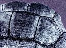 Turtle (676Wx500H) - Detail of Turtle at Cape May, New Jersy Zoo. 