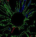 Green SunFlower  (486Wx500H) - A sunflower - looked at in a different way! 