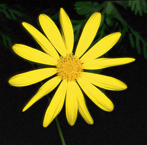 Download Yellow Flower  (505Wx500H)