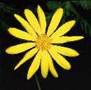 Yellow Flower  (505Wx500H) - Quick, How many petals? Answer: 14 