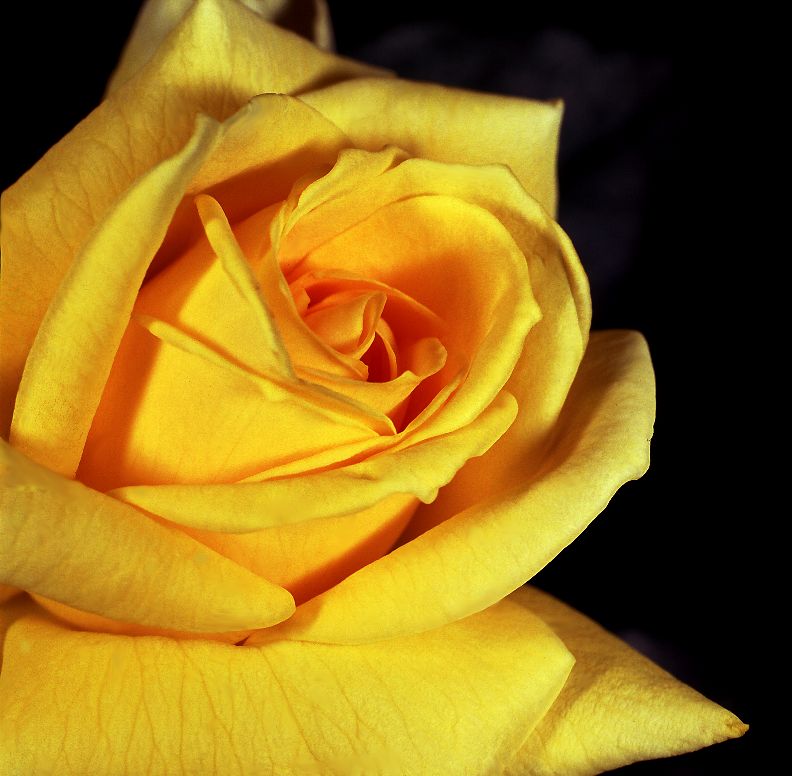 Download Yellow Rose  (792Wx776H)